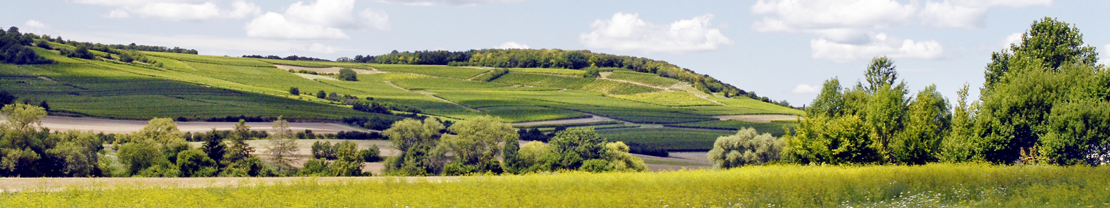 Hügellandschaft mit Baumgruppen und Feldern ©DLR